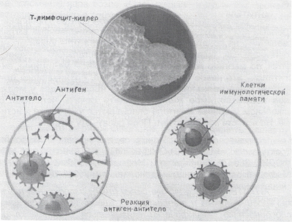 Antitela1